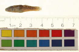 Image of Chlamydogobius