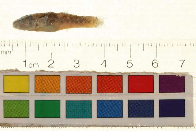 صورة Chlamydogobius