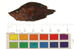 Image of Monocirrhus