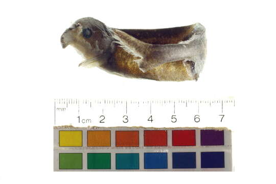 Image of Campylomormyrus