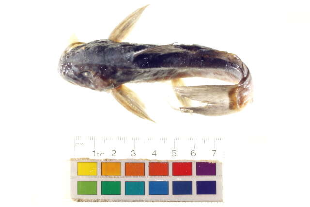 Image of Synodontis caudalis Boulenger 1899