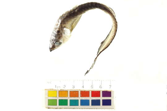 Image de Osteoglossum ferreirai Kanazawa 1966