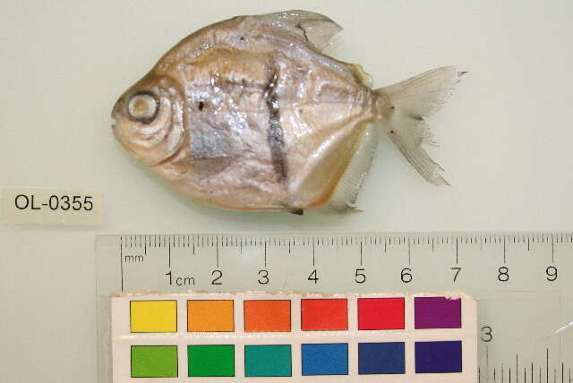 Image of Disk tetra