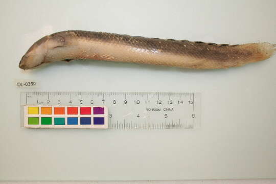 Image of Guinean bichir