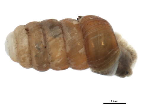 صورة Columella columella (G. von Martens 1830)