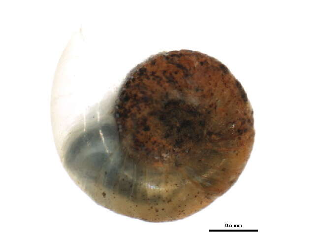 Image of Gyraulus circumstriatus (Tryon 1866)