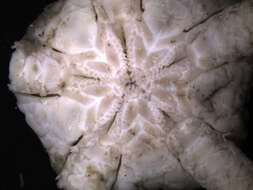 Image of Ophiura carinifera
