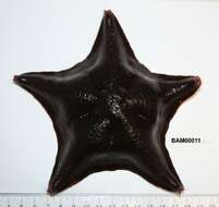 Image of Bat star