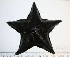 Image of Bat star