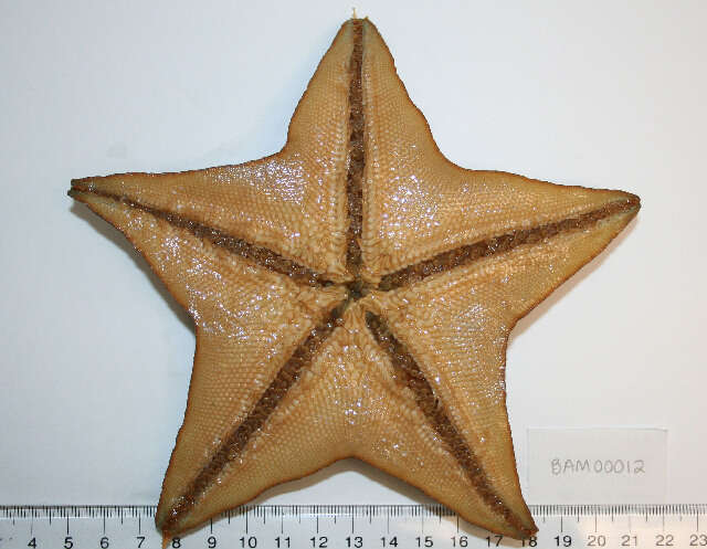 Image of Bat star