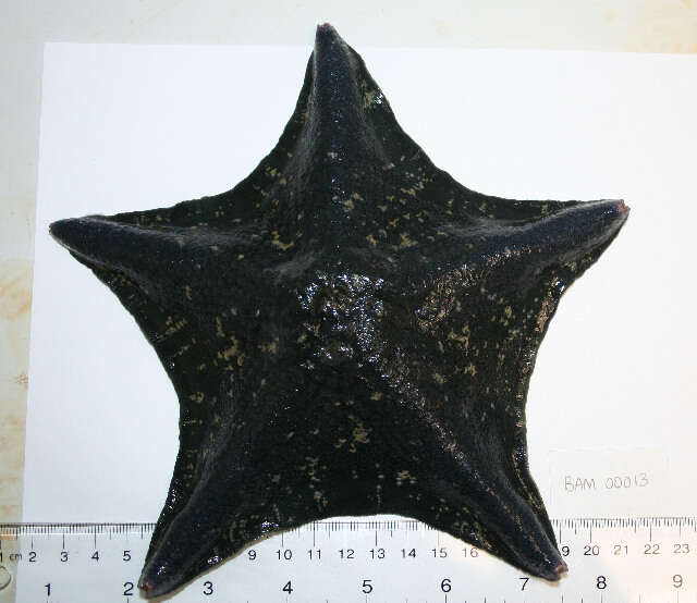 Image of Bat star