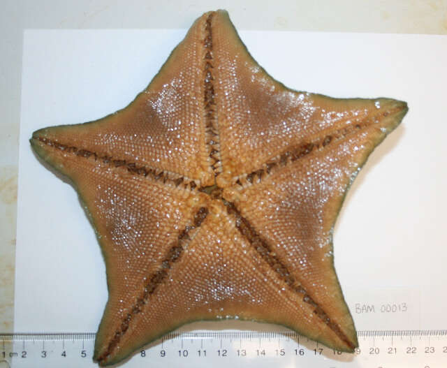 Image of Bat star