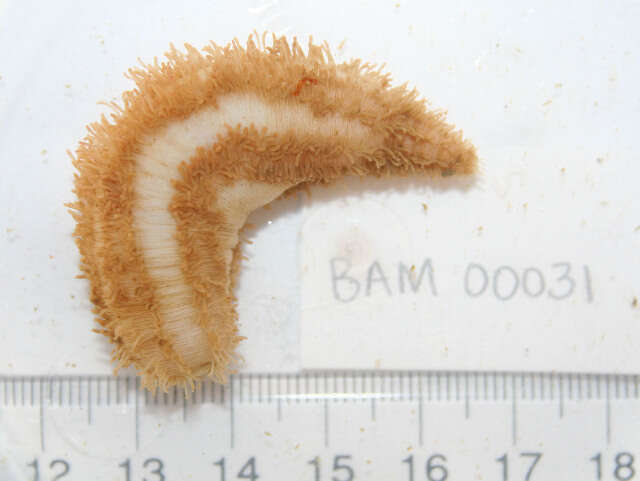 Image of fine-footed sea cucumber