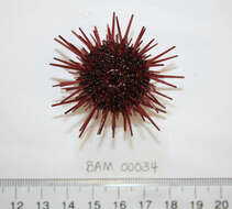 Image of Red sea urchin