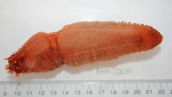 Image of Orange Sea Cucumber