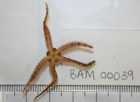 Ophiopholis kennerlyi Lyman 1860的图像