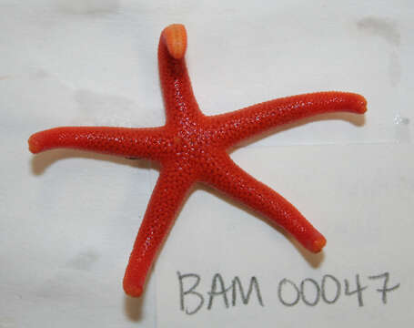 Image of Pacific blood star