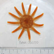 Image of Morning sun star