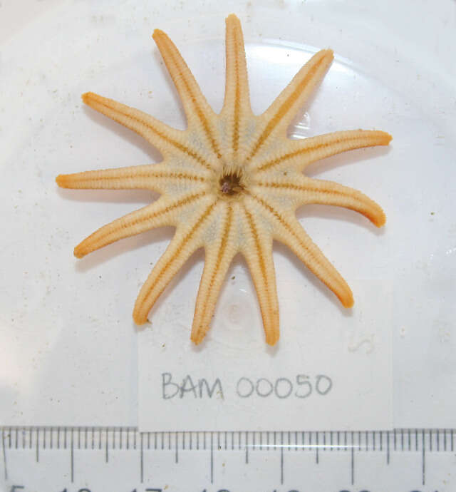 Image of Morning sun star