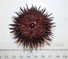 Image of Purple sea urchin