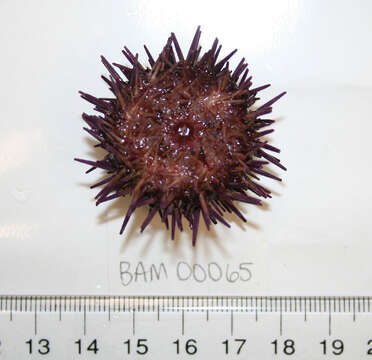 Image of Purple sea urchin