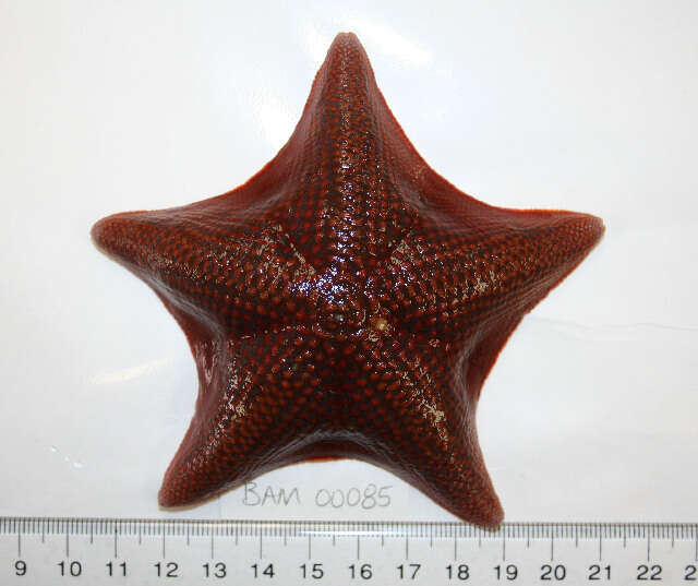 Image of Bat star