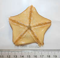 Image of Bat star