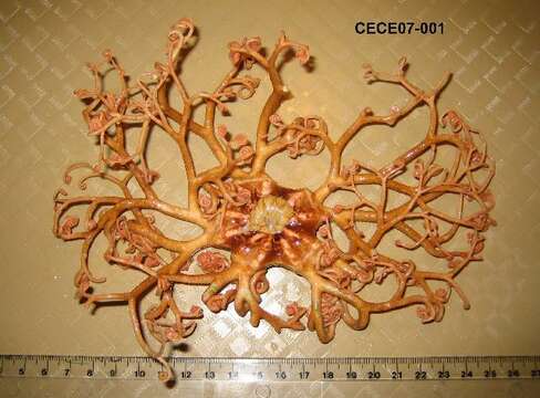 Image of northern basket star