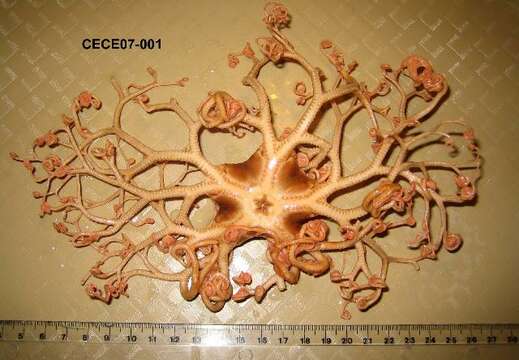 Image of northern basket star