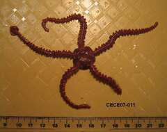 Image of Daisy brittle star