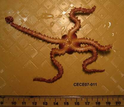 Image of Daisy brittle star