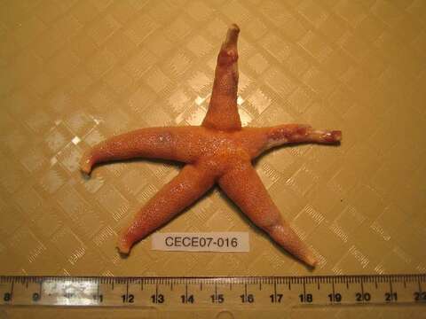 Image of Bloody Henry starfish