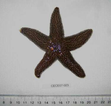 Image of Forbes sea star