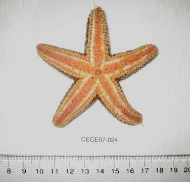 Image of Common Seastar