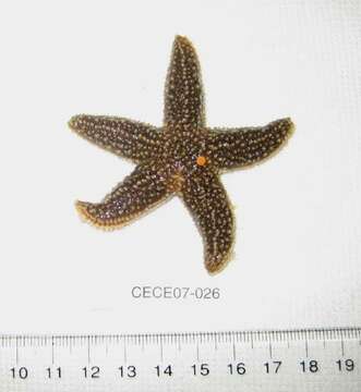 Image of Forbes sea star