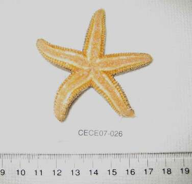 Image of Common Seastar