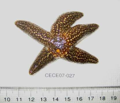 Image of Forbes sea star