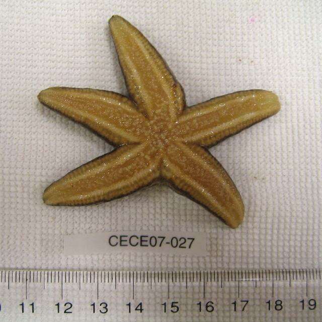 Image of Common Seastar