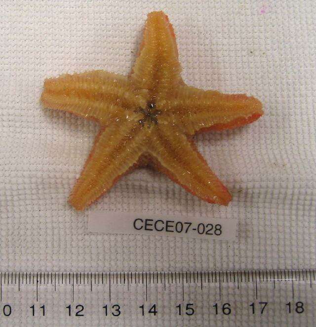 Image of Wrinkled slime star