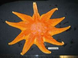 Solaster endeca (Linnaeus 1771) resmi