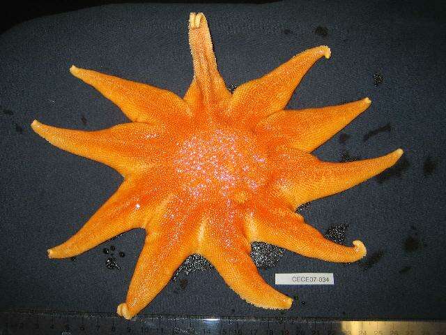 Solaster endeca (Linnaeus 1771) resmi