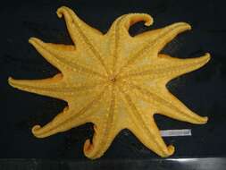 Image de Solaster endeca (Linnaeus 1771)