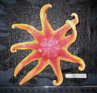 Image de Solaster endeca (Linnaeus 1771)