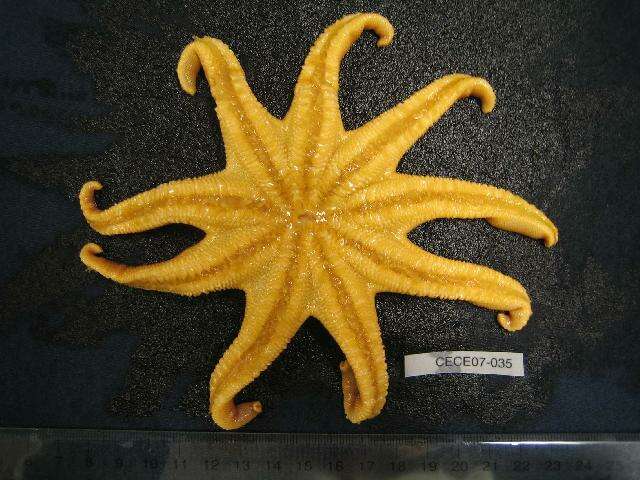 Solaster endeca (Linnaeus 1771) resmi