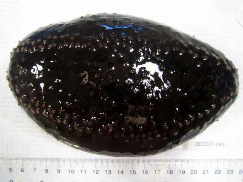 Image of Orange-footed sea cucumber