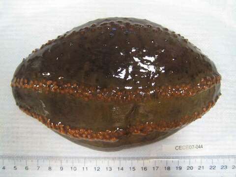 Image of Orange-footed sea cucumber