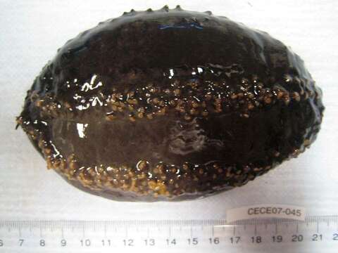 Image of Orange-footed sea cucumber