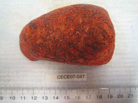 Image of Scarlet psolus