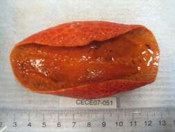 Image of Scarlet psolus