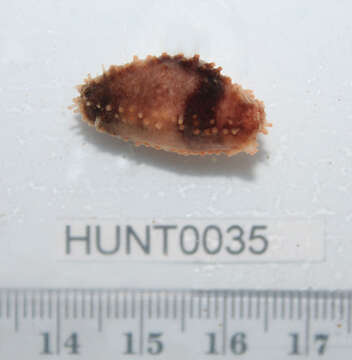 Image of Orange-footed sea cucumber